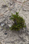 Pine barren stitchwort